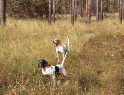 Hunting Dogs Remain Free to Roam